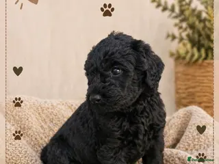 Labradoodle dogs Black F4 Labradoodle Puppy health checked - Advert 7