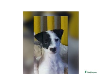 Parson Russell dogs Kc Champion Crufts Winning Bred Puppies - Advert 1