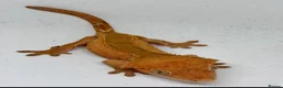 Gecko reptiles for sale: Crested Geckos Sale Essex/Upminster  - Advert 4