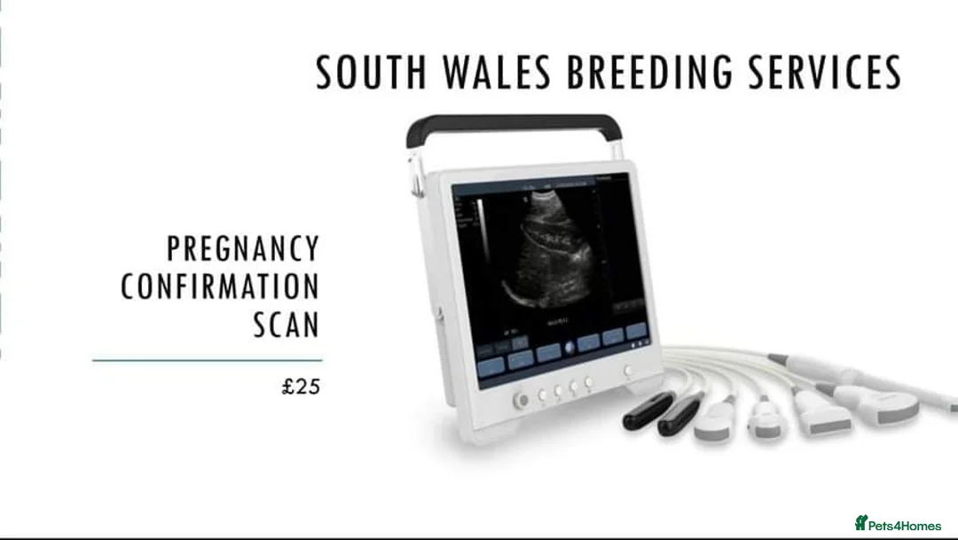 Miniature Poodle dogs for stud: Hugo. Our beautifu red boy, dna full clear panel.  in Porth - Advert 4