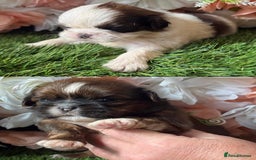 Shih Tzu dogs for sale: Kc various colour Shih Tzu 14 dna health tested  - Image 5