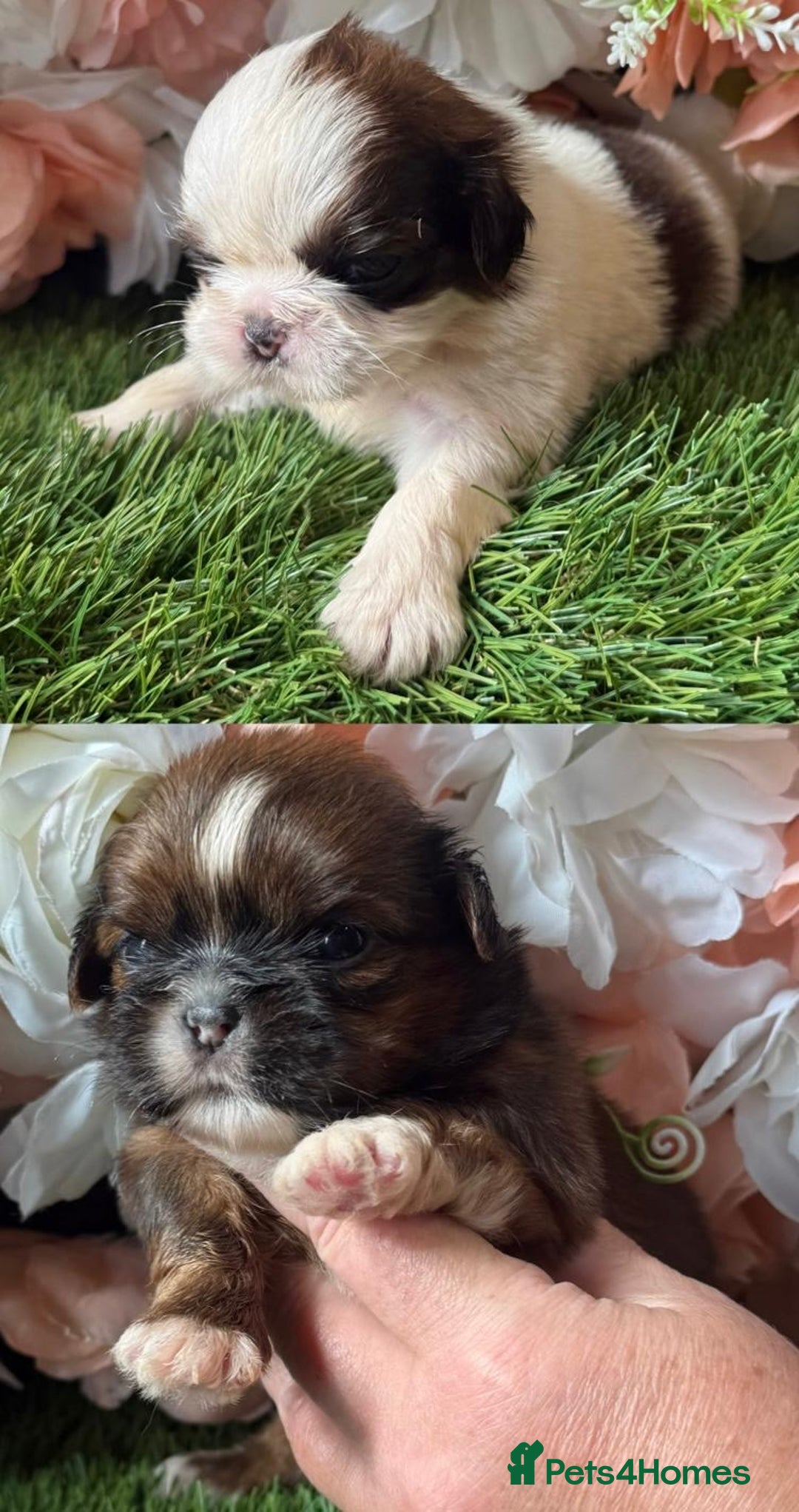 Shih Tzu dogs for sale: Kc various colour Shih Tzu 14 dna health tested  - Image 5