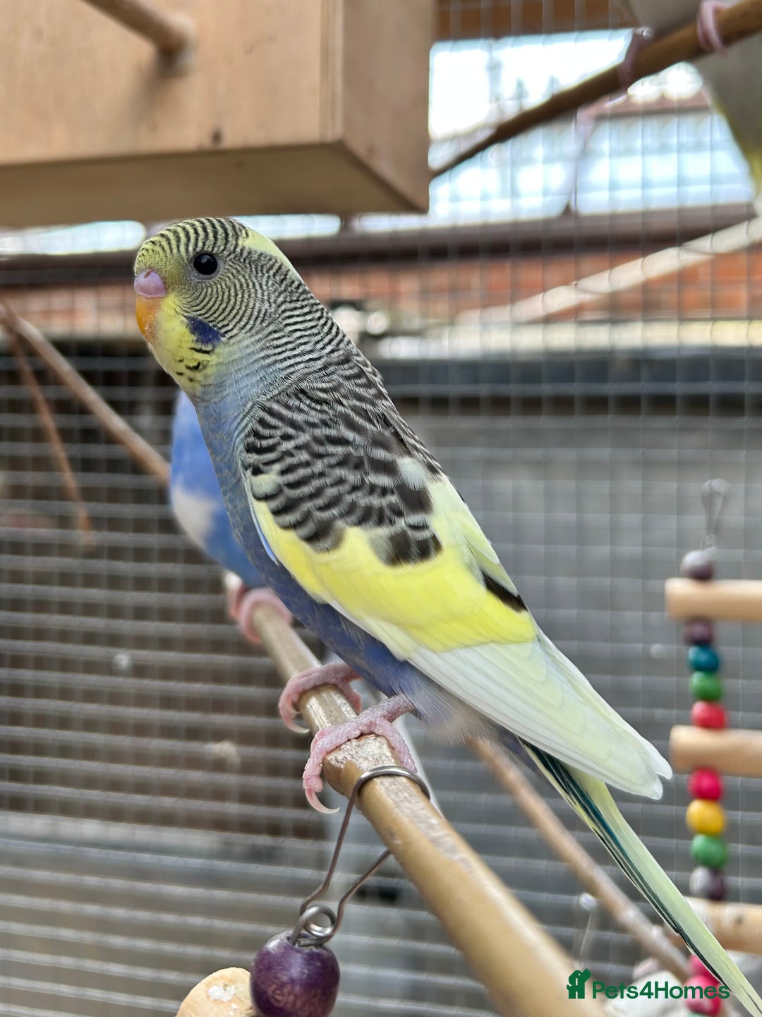 Budgerigars birds for sale: Beautiful Baby Budgies - Image 11