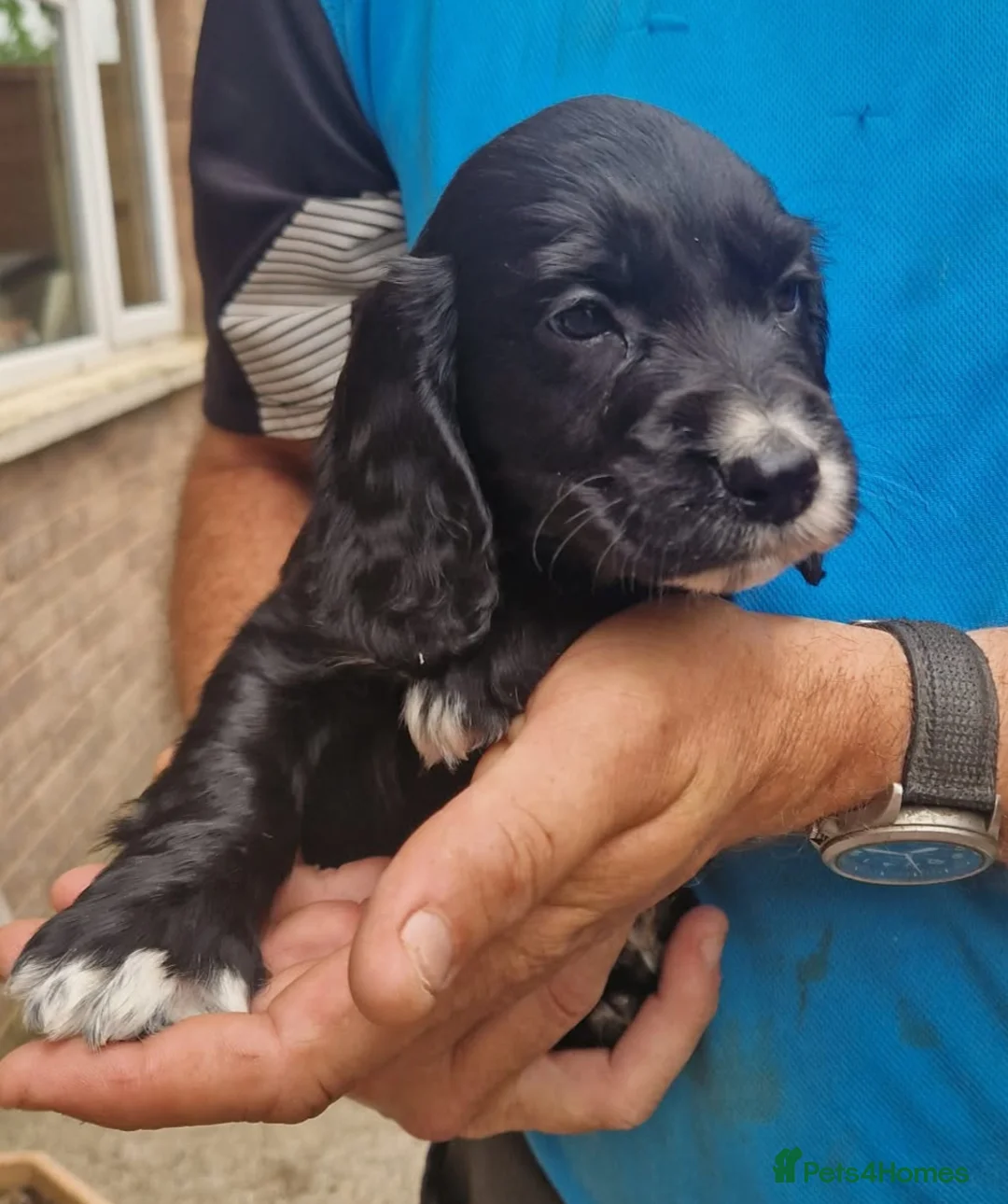 Cocker Spaniel dogs for sale: 1 DOCKED, KC REG. COCKER BOY READY TO LEAVE NOW!! - Advert 1