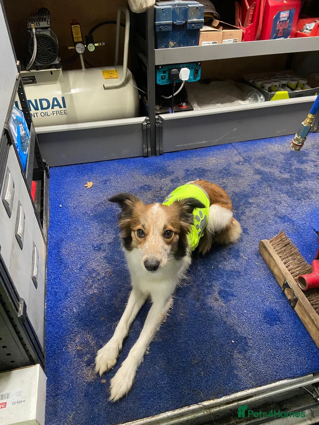 Border Collie dogs for sale: Female border collie for rehoming  - Advert 2