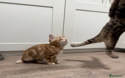 Mixed Breed cats for sale: Kittens looking for a loving home  - Image 8