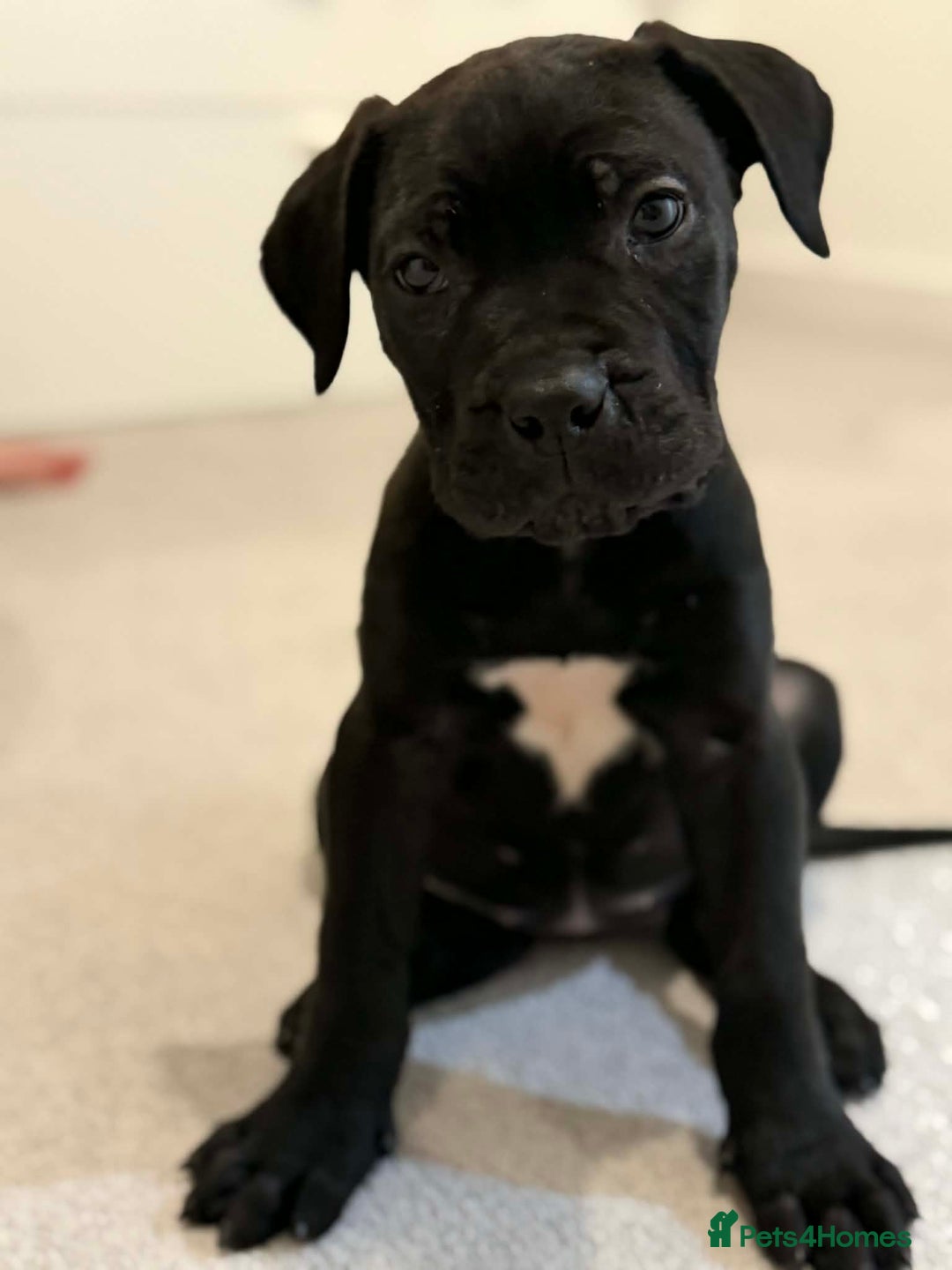 Cane Corso dogs for sale: Cane Corso female puppy for sale – 9 weeks old - Advert 1
