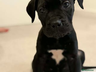 Cane Corso dogs Cane Corso female puppy for sale – 9 weeks old - Advert 6
