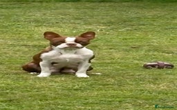 Boston Terrier dogs for sale: Beautiful Boston terrier puppies  - Image 8