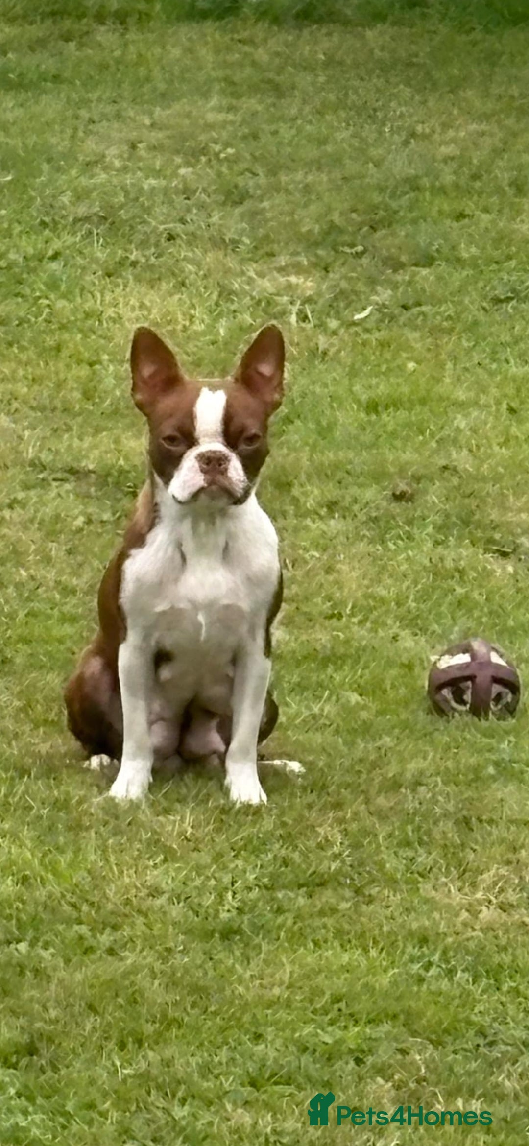 Boston Terrier dogs for sale: Beautiful Boston terrier puppies  - Image 8