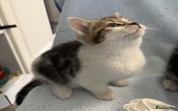 Mixed Breed cats for sale: British Short Hair X Grey and Tabby kittens - Image 6