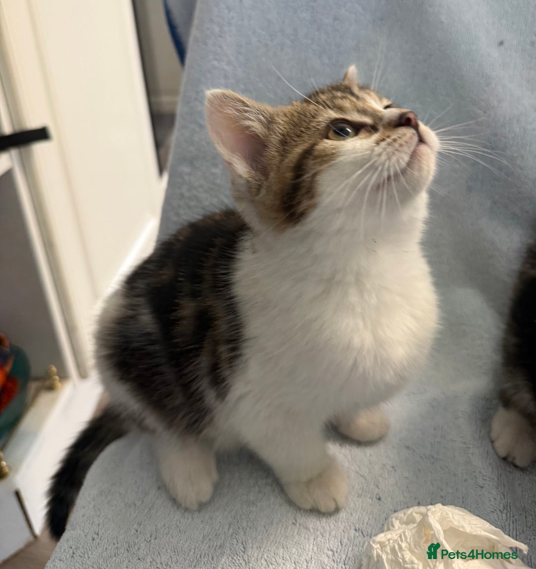 Mixed Breed cats for sale: British Short Hair X Grey and Tabby kittens - Image 6