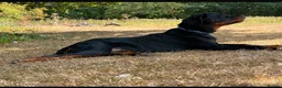 Rottweiler dogs for sale: Mr zeus  in Dagenham - Advert 4