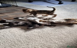 Savannah cats for sale: Gorgeous f5 kittens. Just melanistic girl left - Image 5
