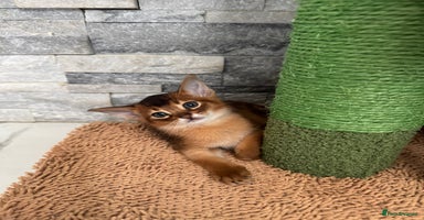 Abyssinian cats - Advert 4