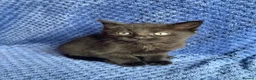 Mixed Breed cats for sale: Mainecoon kittys  - Advert 19