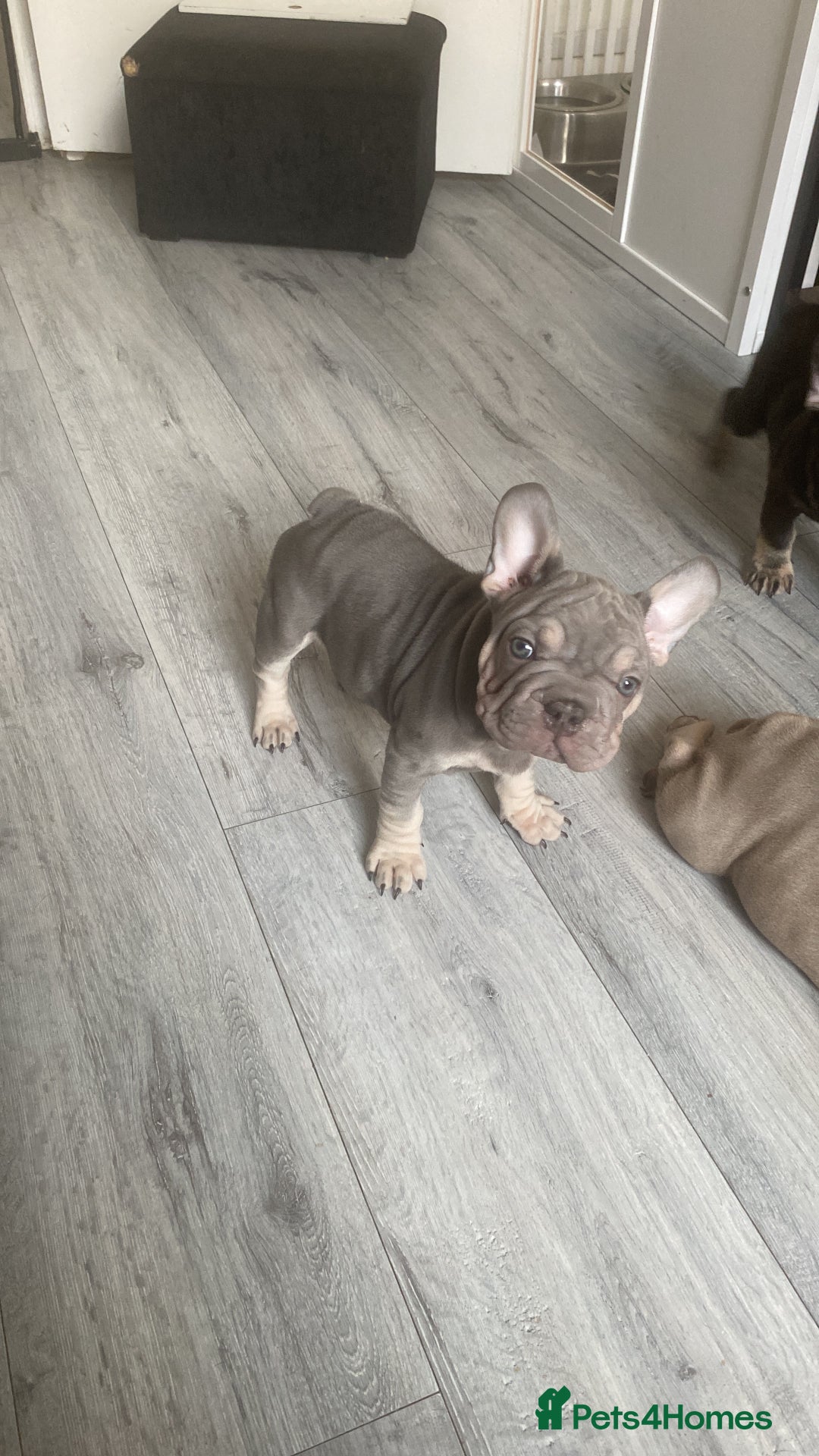 French Bulldog dogs for sale: 3boys and 2 girls kc  in London - Image 2