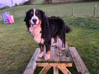 Bernese Mountain Dog dogs Kc registered health tested stud dog - Advert 3