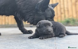 German Shepherd dogs for sale: Gorgeous Black German Shepherd Puppies. - Image 9