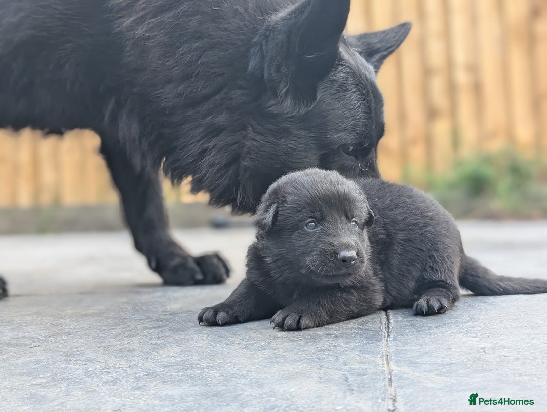 German Shepherd dogs for sale: Gorgeous Black German Shepherd Puppies. - Image 9