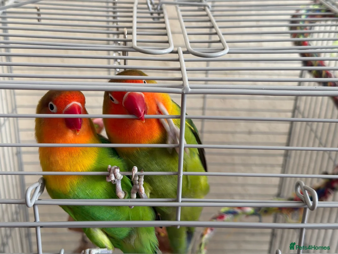 Lovebirds birds for sale: Lovebirds  - Advert 1