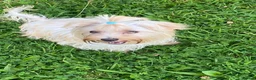 Yorkshire Terrier dogs for sale: Yorkshire terrier boys - Advert 11