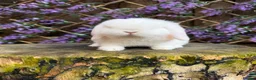 Mini Lop rabbits for sale: Mini lop siblings Ready now  - Advert 14