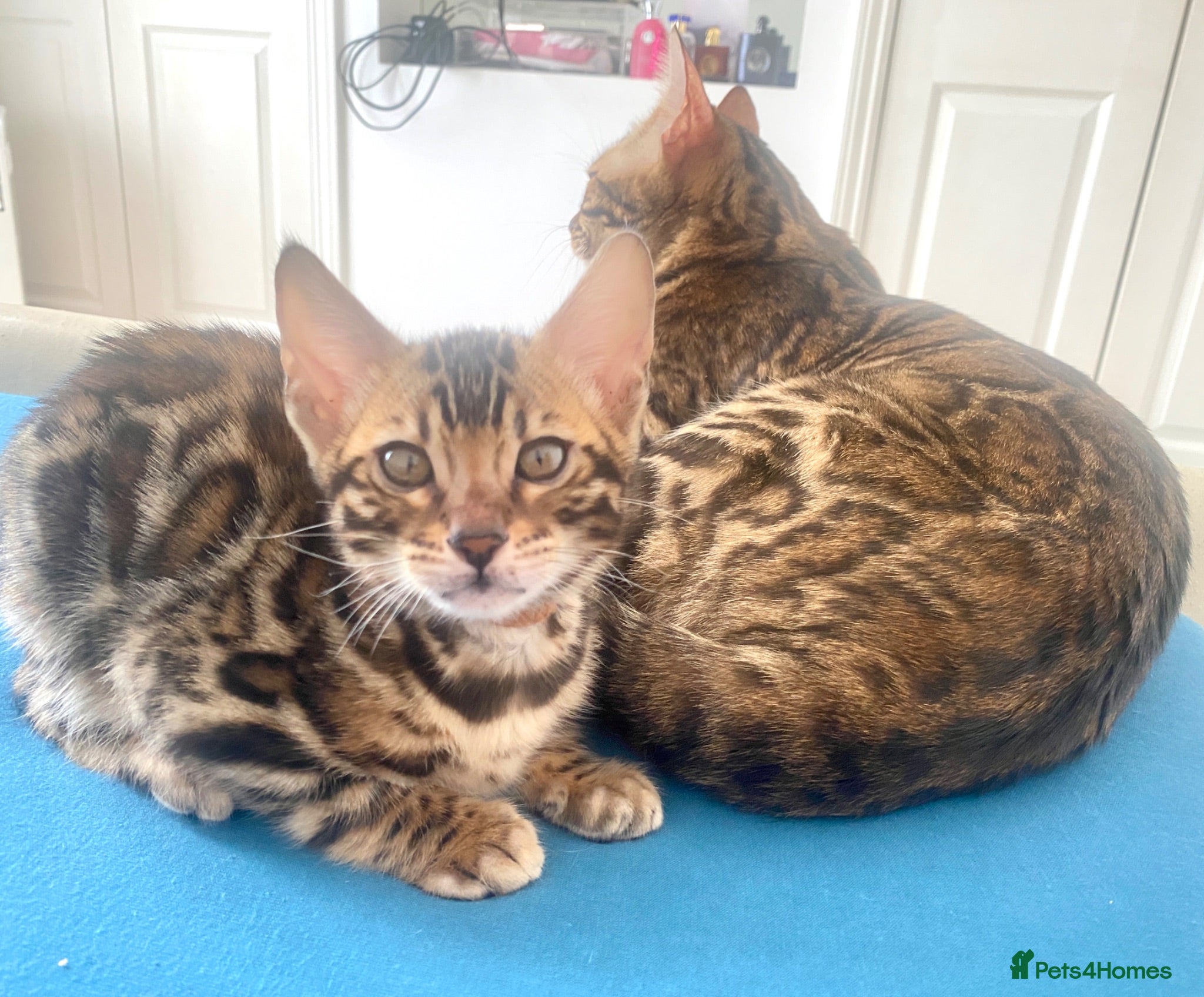 Bengal cats Bengal Wonderful Kitten.TICA registered😸😽😻✨✨✨ - Advert 2