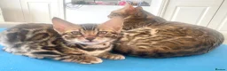 Bengal cats for sale: ✨✨ TICA registered Bengal BOYS😻😻😻 - Advert 23