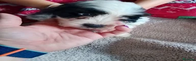 Cockapoo 4