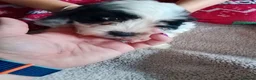 Cockapoo dogs for sale: Amazing cockapoos  - Advert 21