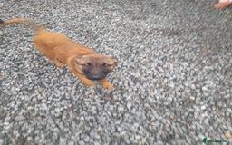 Belgian Shepherd Dog dogs for sale: 4 month old Belgium shepherd  - Advert 3