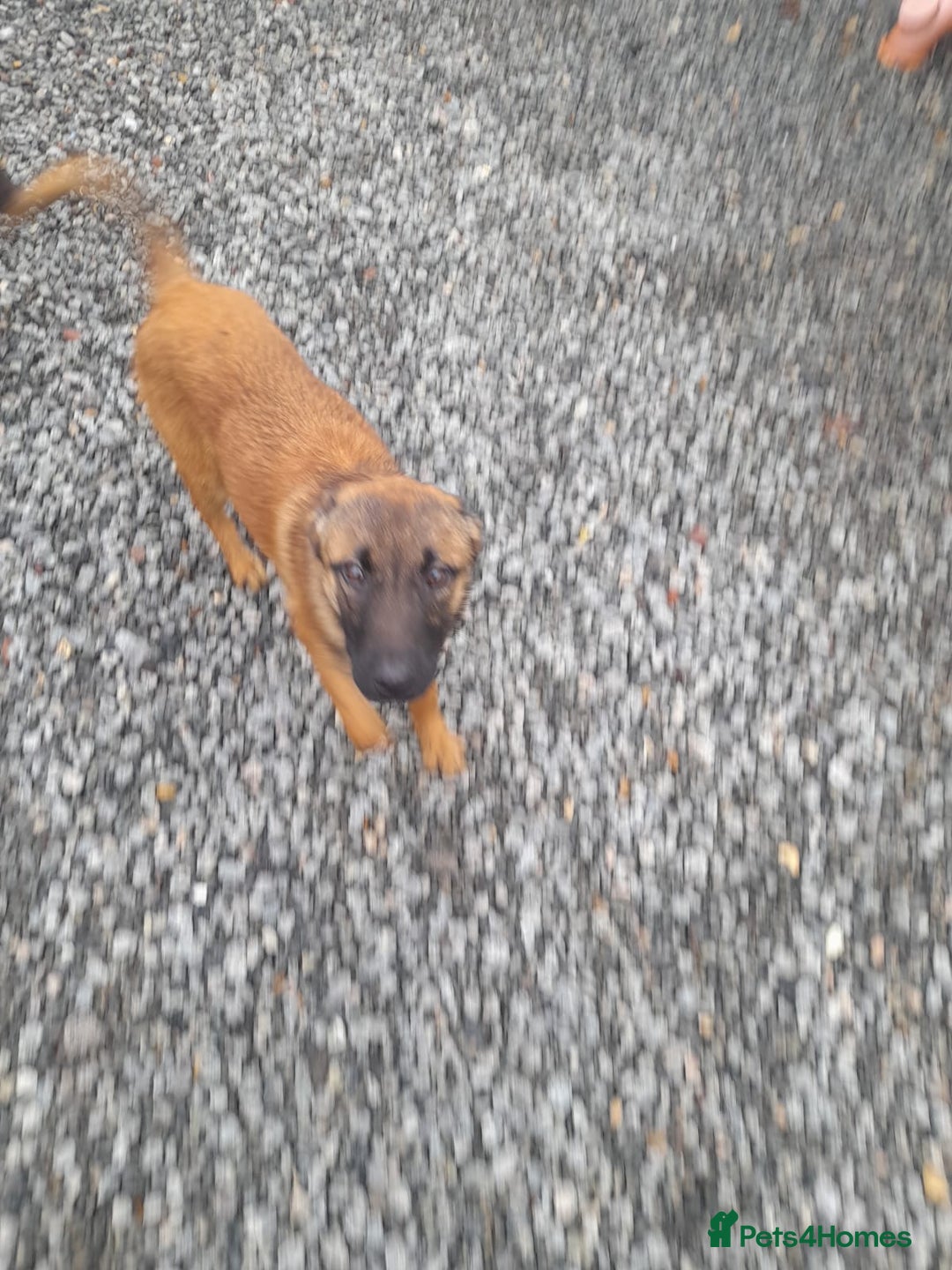Belgian Shepherd Dog dogs for sale: 4 month old Belgium shepherd  - Advert 3