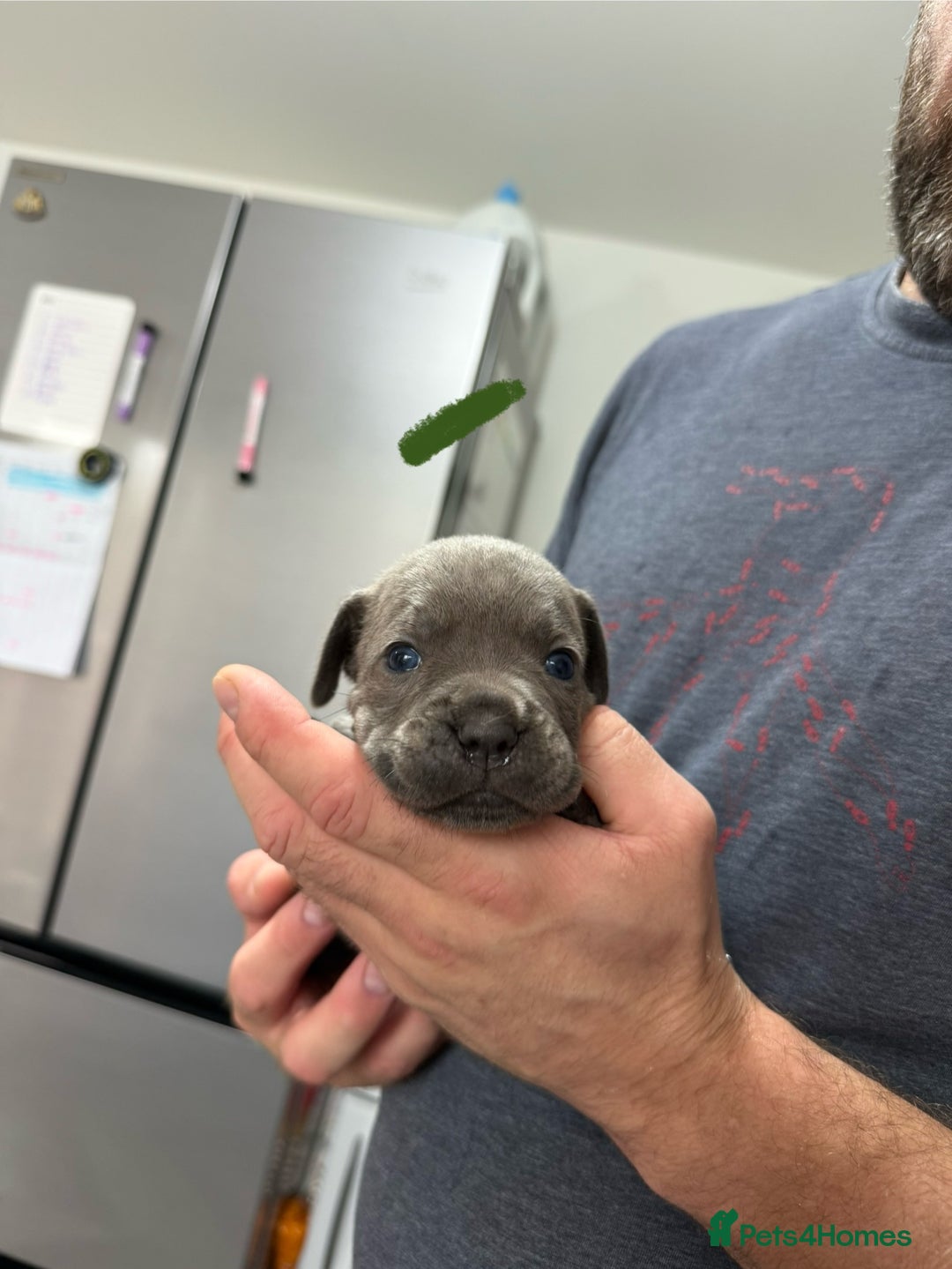 Mixed Breed dogs for sale: staffy x cane corso  - Image 5