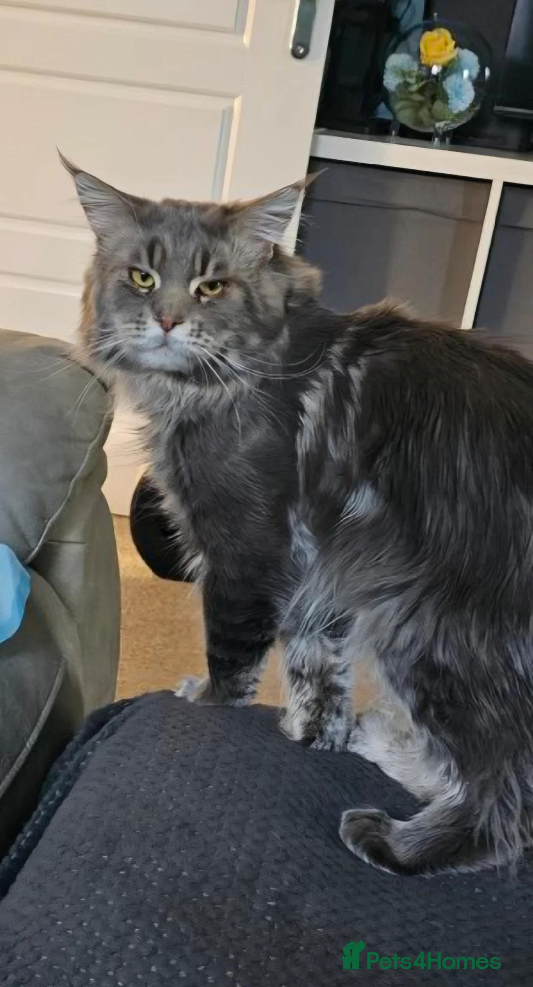 Maine Coon cats for sale: Male maine coon  - Advert 2