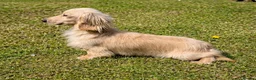Miniature Dachshund dogs for stud: Stunning cream boy KC 4.5KG FOR STUD - Advert 4