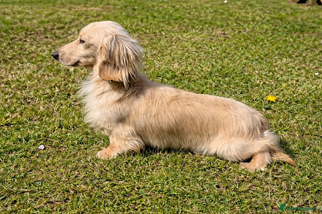 Miniature Dachshund dogs for stud: Stunning cream boy KC 4.5KG FOR STUD - Advert 4