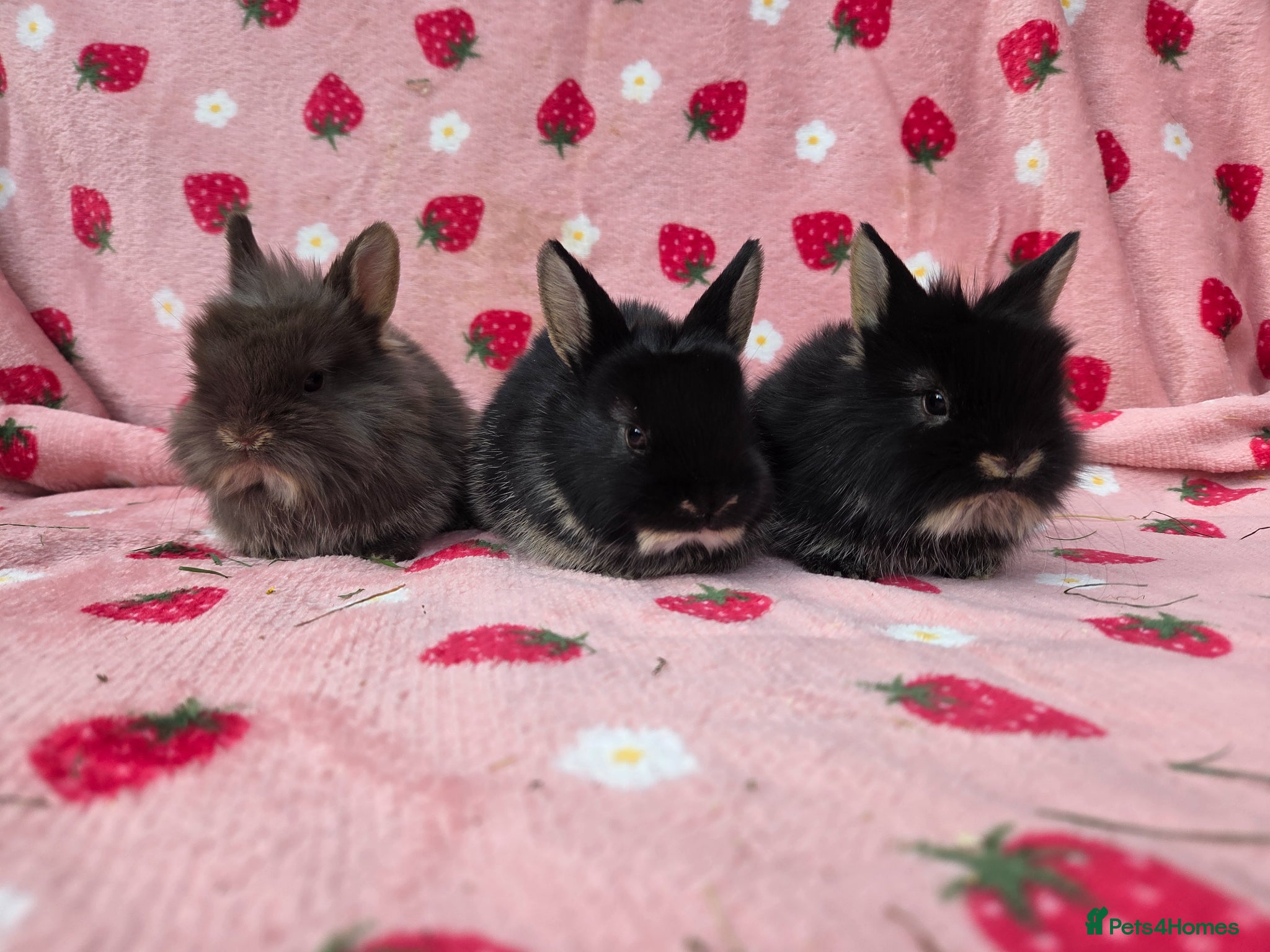 Netherland Dwarf rabbits ♡Netherland dwarf x lion head ☆♡☆ready 15th may☆♡☆ - Advert 8
