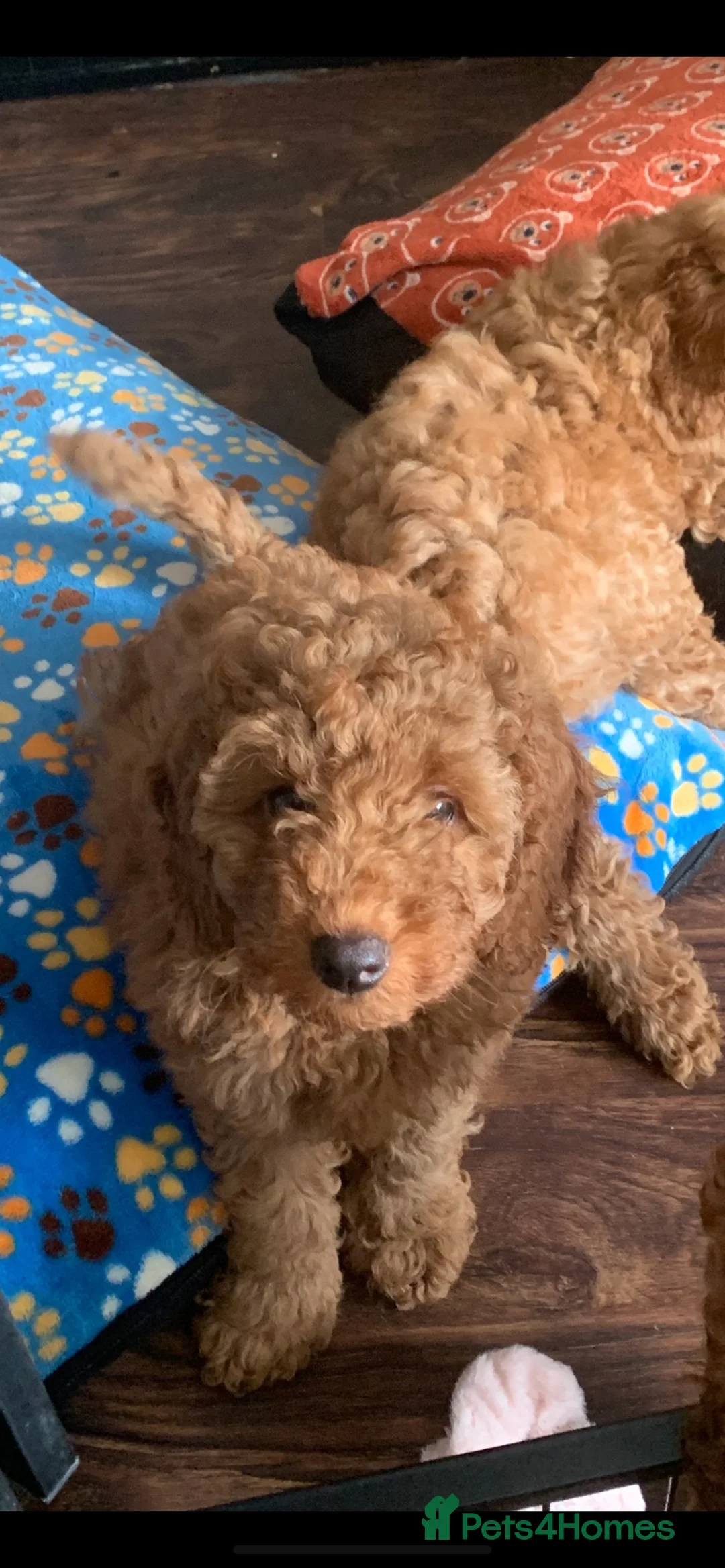 Cockapoo dogs for sale: Female cockapoo - Advert 2
