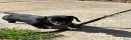 Miniature Dachshund dogs for sale: KC Registered Miniature Dachshund Puppies - Advert 19