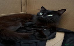 Siberian cats for sale: Fluffy black/brown Siberian mix - Image 5