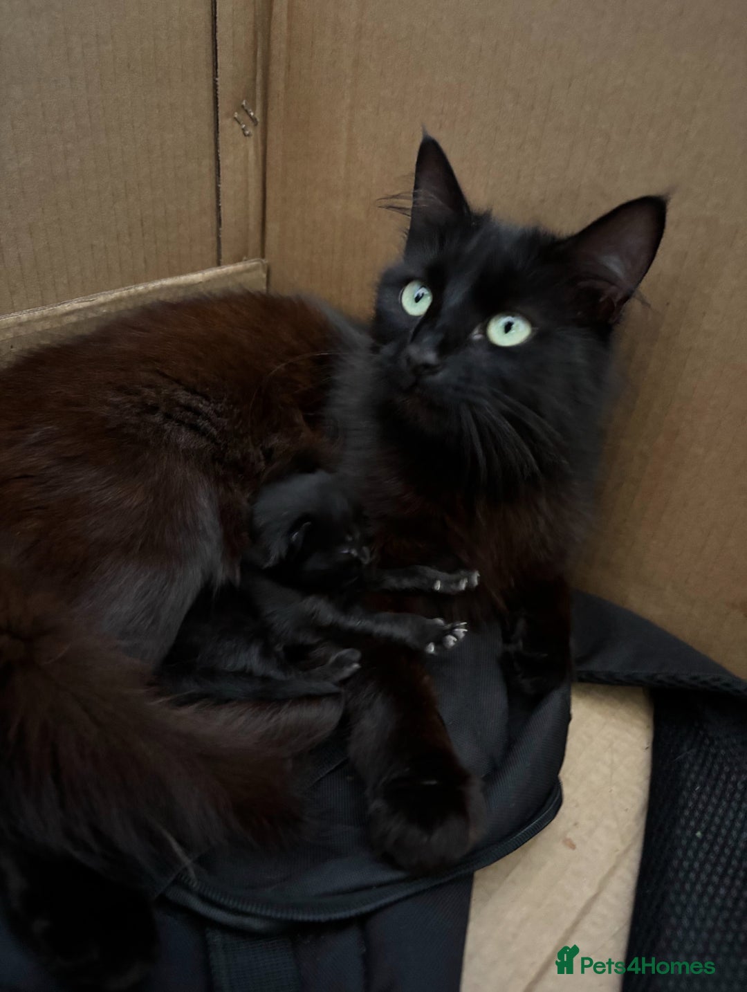 Siberian cats for sale: Fluffy black/brown Siberian mix - Image 5