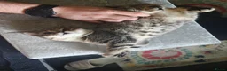 British Shorthair cats for sale: Nora  - Advert 5