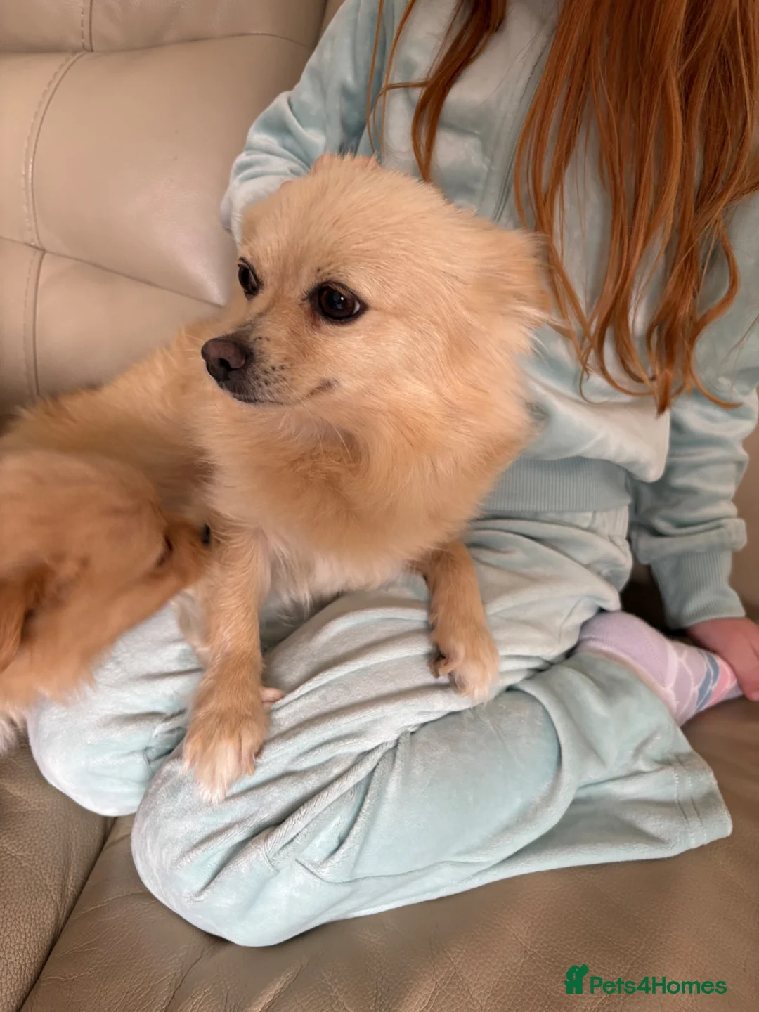 Pomeranian dogs for sale: 3 gorgeous Pomeranian puppies - Advert 2