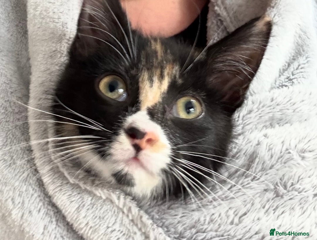 Domestic Shorthair cats for adoption: Adopt from Cats in Crisis East London  - Advert 5