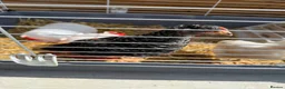 Chickens poultry for sale: Free Chickens  in Portsmouth - Advert 6