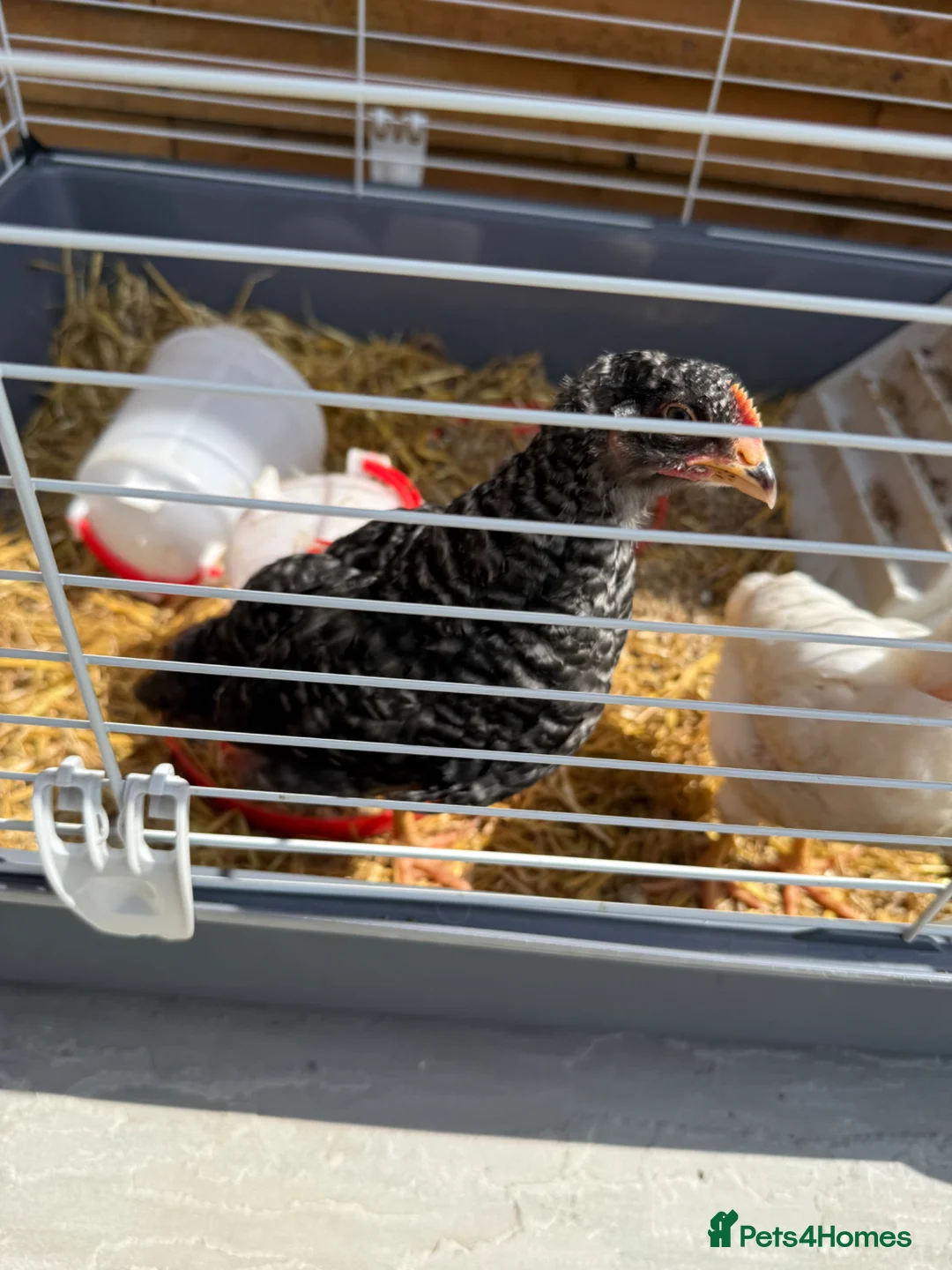 Chickens poultry for sale: Free Chickens  in Portsmouth - Advert 6