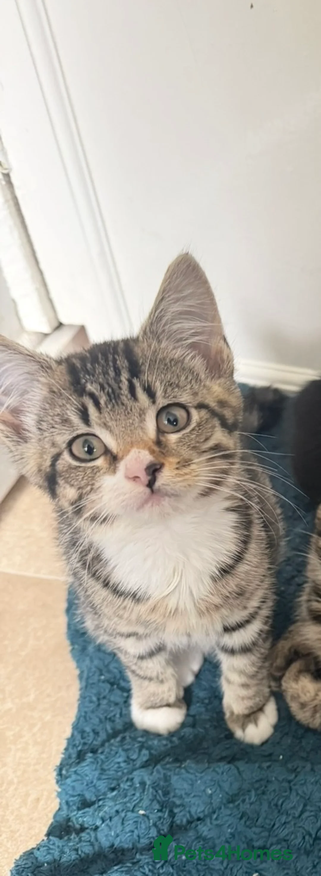 Mixed Breed cats for sale: 5 adorable kittens, 3 male, 2 female  - Advert 2
