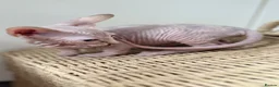 Sphynx cats for sale: Canadian Sphynx kittens READY NOW - Advert 26