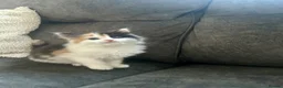 Mixed Breed cats for sale: 5 beautiful mixed Kittens for sale - Advert 6